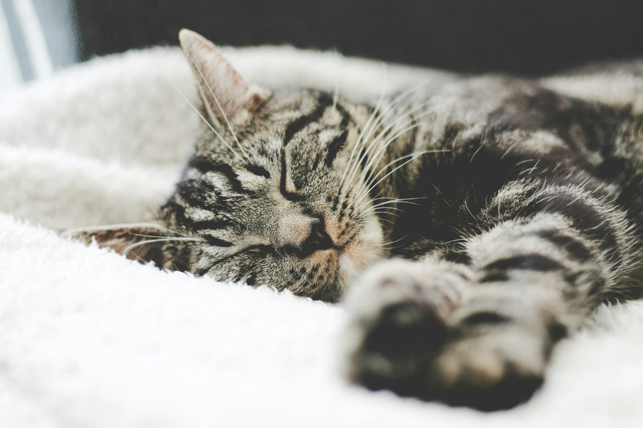 Silver tabby cat sleeping on a white blanket