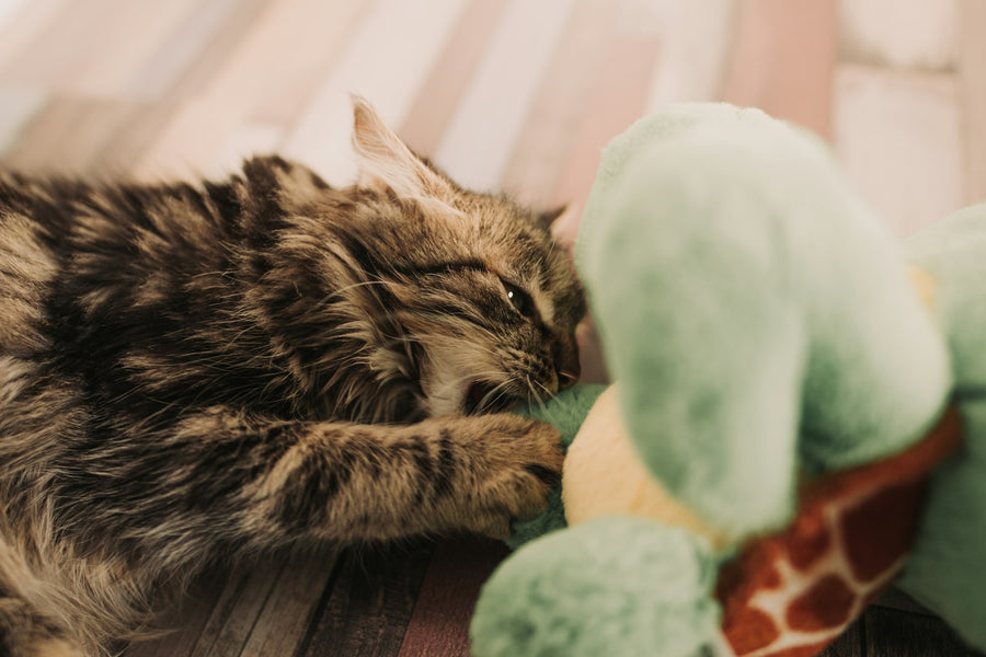 Tabby cat playing with a plush toy