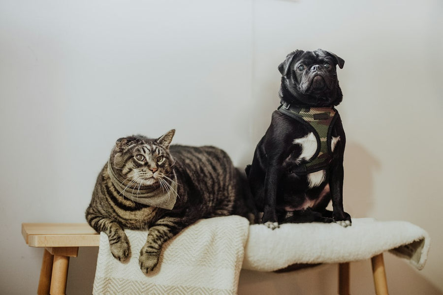Black pug relaxing on a white blanket