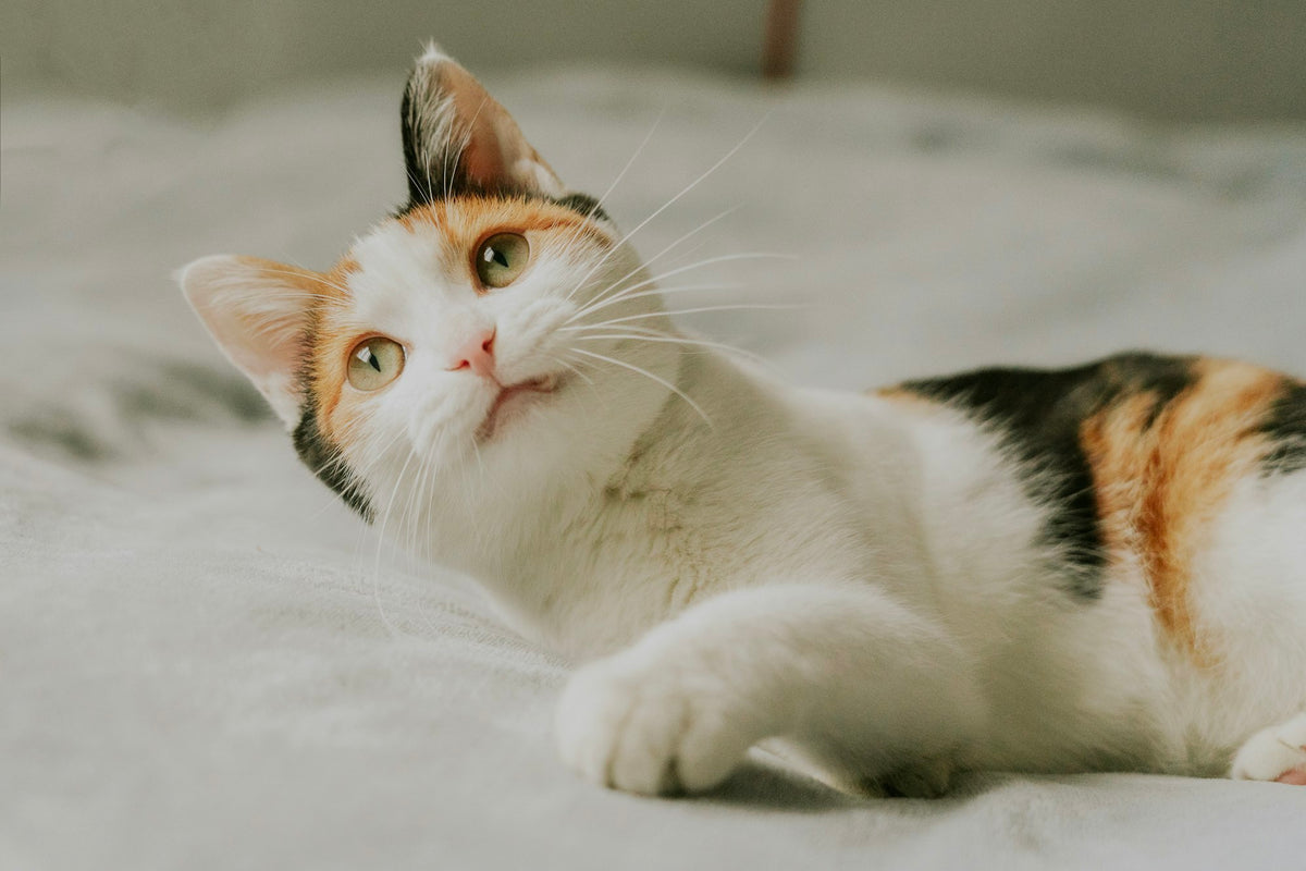Calico cat lying on a bed next to a window