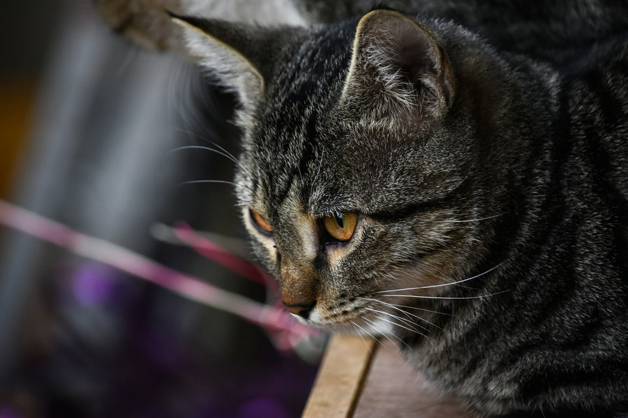 Fluffy cat playing with a string toy